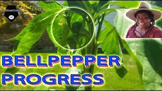 Bellpepper Progress