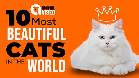 Purrfection Personified: Meet the 10 Most Beautiful Cats in the World! 2024 😺🌍