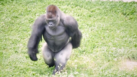 A Huge Male Gorilla Running Like A Human