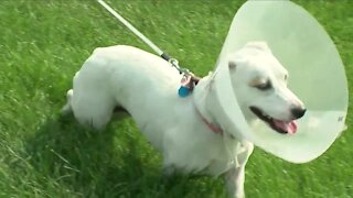 Green Valley Ranch residents looking for owner of off-leash dogs after violent attack