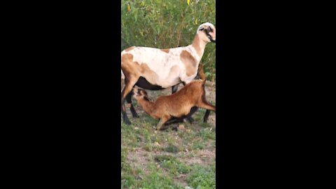 Sheep Breastfeeding it's Lamb