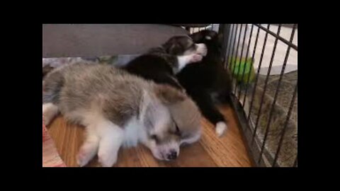 Baby Dogs - Cute and Funny Dog Videos Compilation #3