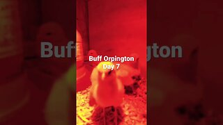 Buff Orpington Chickens