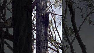 Large Goanna