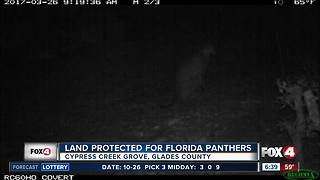 Land protected for Florida panthers