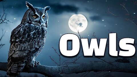12 Interesting Facts of Owls: Knowledge for Kids about Owls