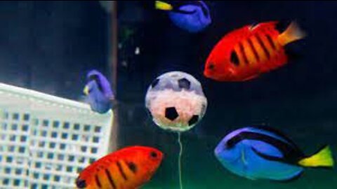 fish playing football and a goal still comes out