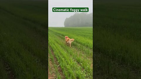 A #cinematic #foggy walk through the back fields in #pei #goldenretrievers #asmr