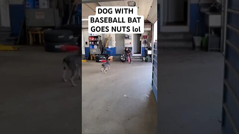 DOG WITH BASEBALL BAT GOES NUTS lol..