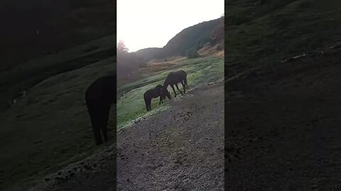 Horses friends grazing