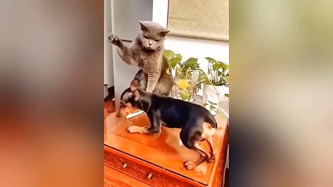 #funny cat &dog fight 😃😃😃😃