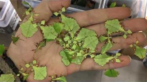 Leaf insects strut their stuff || Viral Video UK