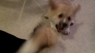 Corgi puppy attacks tail of adult corgi