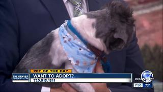 Denver7 pet of the day for June 17th