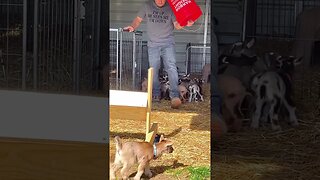 Watch your step! #babygoats #homesteading