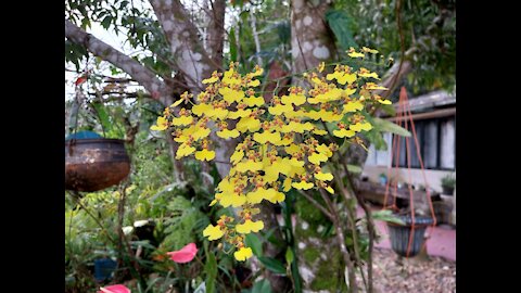 Look at this beautiful yellow flower, so delicate and perfect