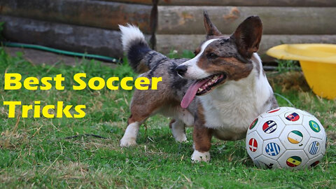 Funny Players | Best Soccer Tricks