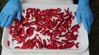 Drying chili pepper