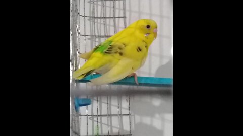 budgies