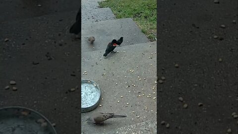 Red Winged Blackbird Mating Call #Shorts 🌲