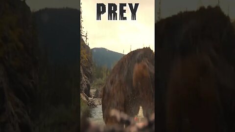 Predator Grizzly Fight #prey #predator #bestscenes #shorts