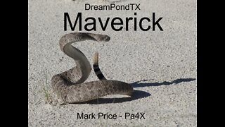 DreamPondTX/Mark Price - Maverick (Pa4X at the Pond, PP)