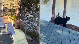 Nosy bear gets extremely close to human