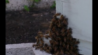 Dog dies from bee attack