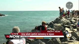 Gray whale spotted swimming in lagoon