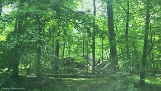 Relax, Sleep to Rain in the Forest of Thurmont, Maryland