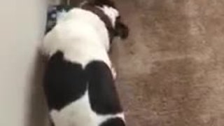 Puppy excitedly opening his Christmas present