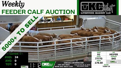 4/26/2023 - OKC West Feeder Calf Auction