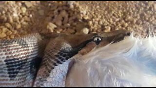 SOUTH AFRICA - Johannesburg - Snake feeding time (Video) (mzq)