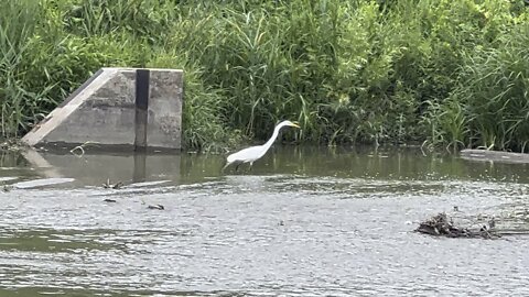 White Egret fishing