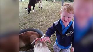 A Tot Boy Is Excited To Touch A Goat At A Petting Zoo