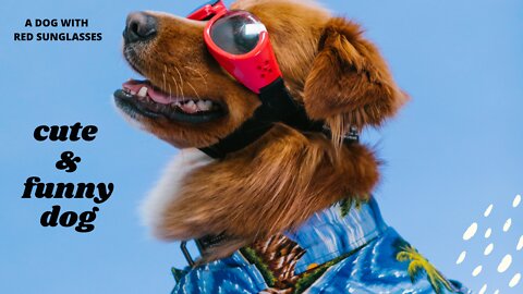 A DOG WITH RED SUNGLASSES