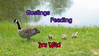 Goslings Feeding - It's Wild