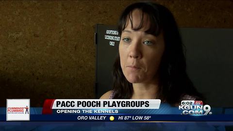 PACC pooch playgroup program aims to keep dogs happier, healthier
