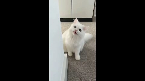 OMG 😅 cute cat Doing funny things 😻