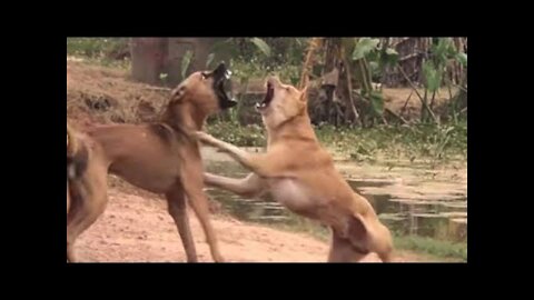 Amazing Dogs Fighting For Help other Dog on Street Compilation !! dog fighting video
