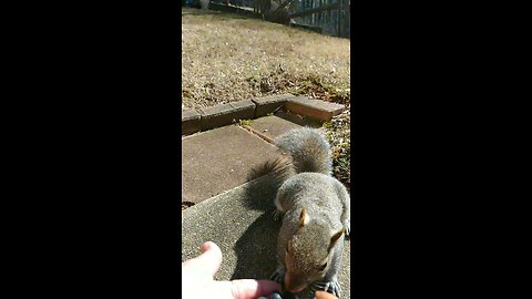 This squirrel knows what she likes 🐿️🥰.