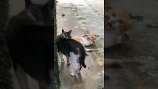 funny cat sound 😆😆😆😆