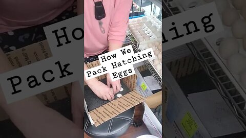 How We Pack Hatching Eggs For Shipping