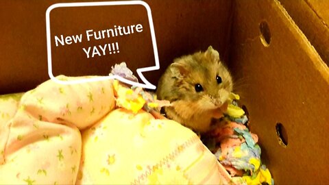 Awww Hamsters playing on new furniture