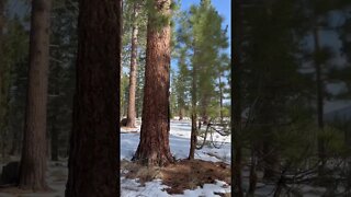 Snow and Lake Tahoe forest by highway 89 South Lake Tahoe. #shorts