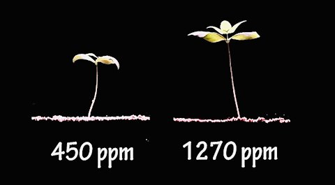 More CO2 is GOOD for Earth ~ Seeing is Believing ~ Time Lapse 2 Plants Grow at Different CO2 Levels
