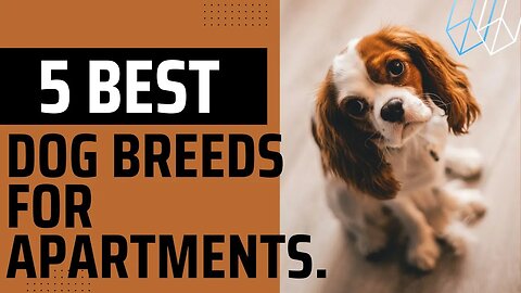 5 Best Dog Breeds for Apartments.