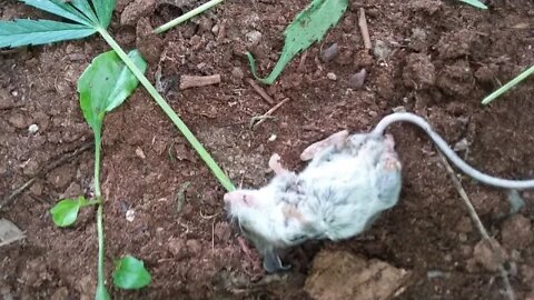 Distracted by cats, a rat pretends to faint