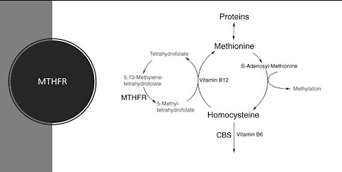 MTHFR Polymorphism - Undermethylation & Overmethylation - Natural Treament