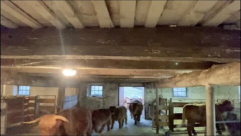 Tame Herd of Highland Cattle Marches Into the Stable